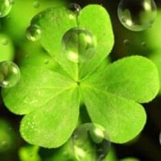Closed for St. Patrick's Day: Happy St. Patrick's Day! Sorry we are Closed